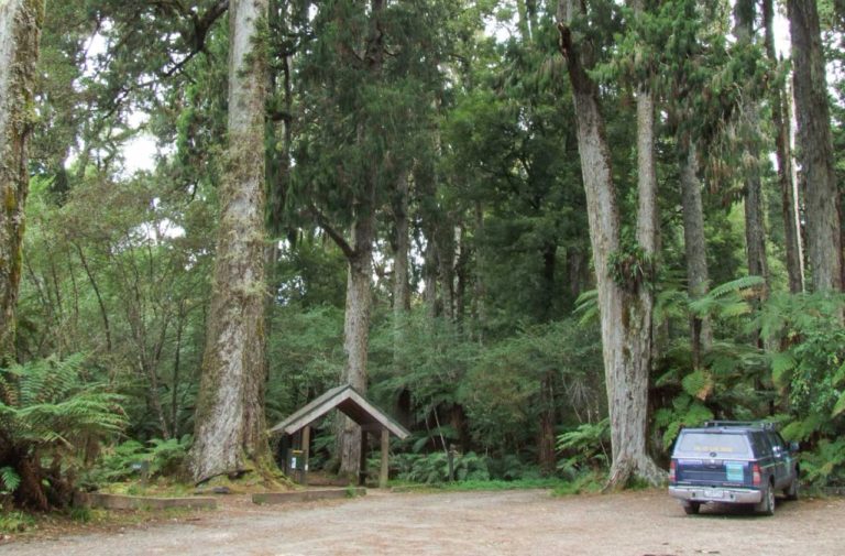 Whirinaki Forest car park