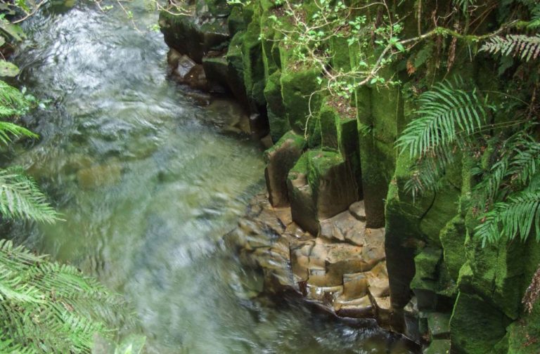 Whirinaki Forest gorge