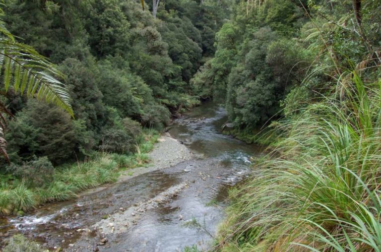 Whirinaki Forest River