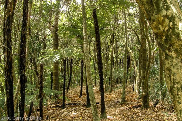 Mt Zion Walking Track