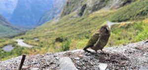 Cheeky Kea at rest stop on the road to Milford Sound - Copyright Freewalks.nz