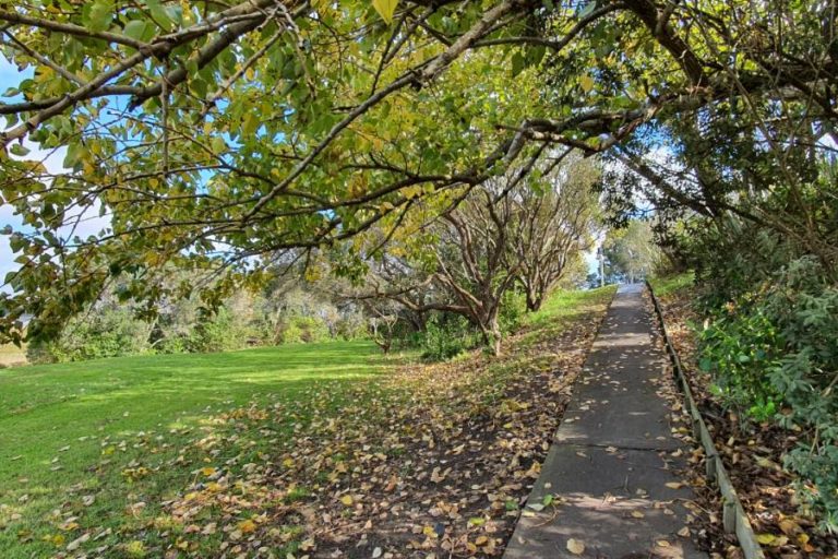 Trees and city peeps along the walk from Takapuna to Devonport - Copyright Freewalks.nz