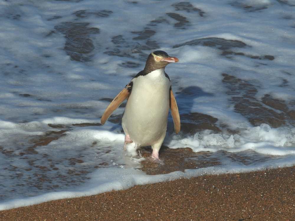 A New Zealand penguin spotted on the Tuhawaiki (Jack’s ) Point, Timaru, New Zealand Freewalks.nz