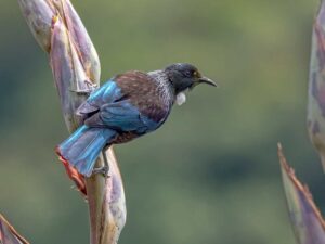 A beautiful Tui on the Taumatakahu Stream and Temuka Domain Walk, Timaru, New Zealand Freewalks.nz