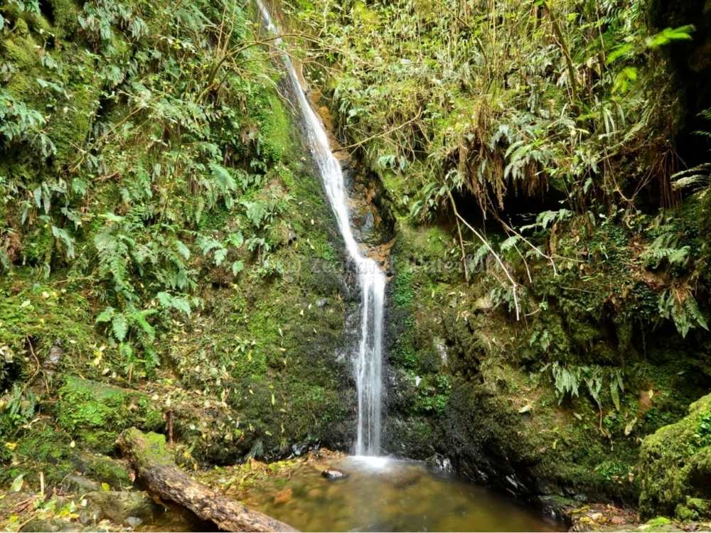 Acland Falls – Clarke Flat – Peel Forest Park Scenic Reserve Geraldine in New Zealand Freewalks.nz