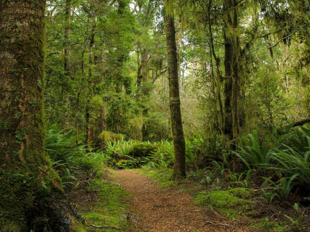 Big Tree Walk – Te Wanahu – Peel Forest Park Scenic Reserve - Geraldine in New Zealand Freewalks.nz