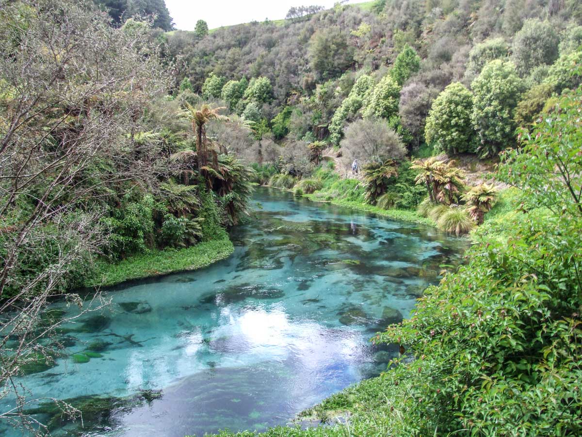 Blue Springs, Waihou River Walk, Te Waihou - Putaruru - View of the clear springs water near the end of the walk