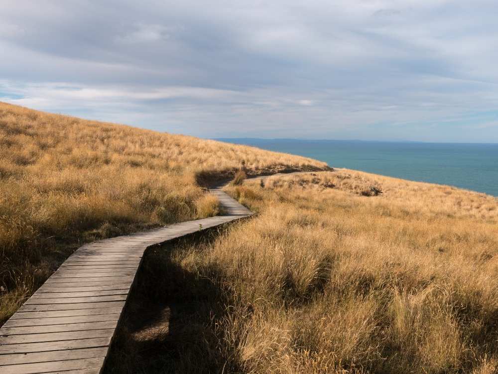 Boardwalk on the Godley Heads Walk, Christchurch, New Zealand Freewalks.nz