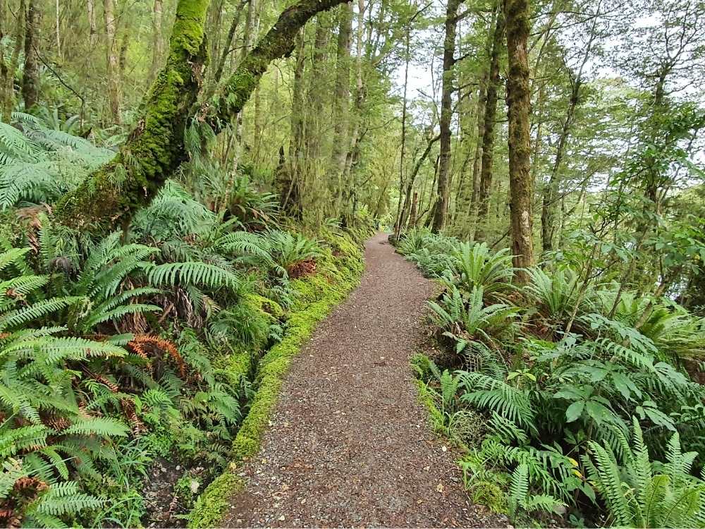 Brod Bay Walk with lush green forest of red beech trees on the Kepler Track in Fiordland National Park near Te Anau, New Zealand Freewalks.nz