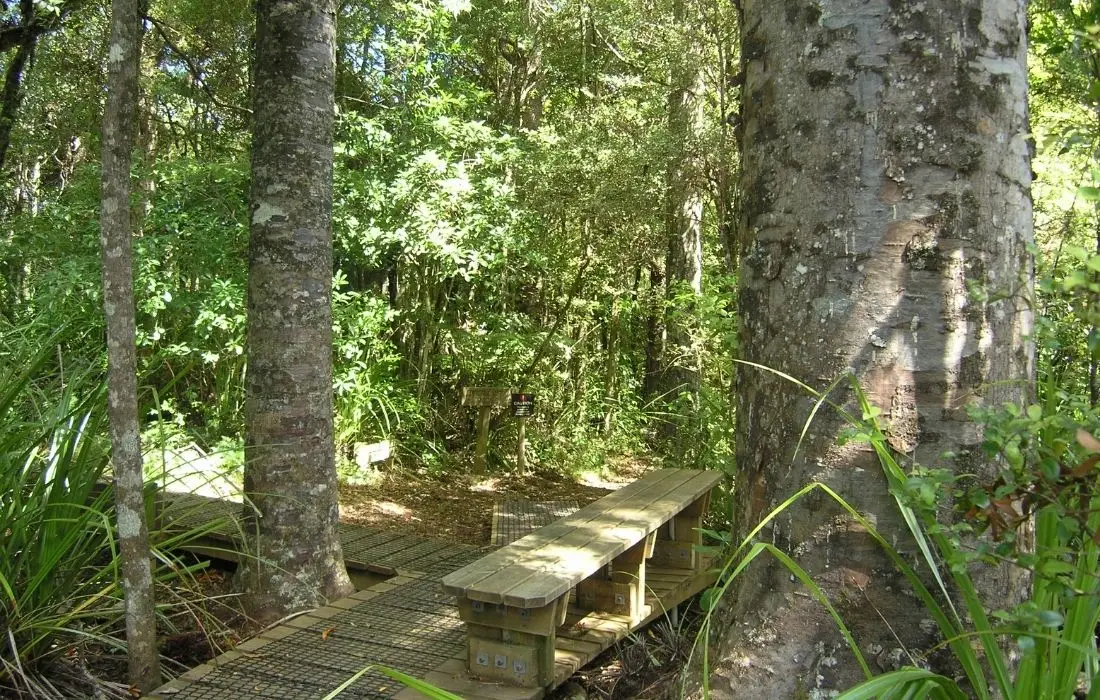 Cascade Walkway, Waitakere Ranges in Auckland