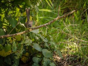 Cute Fantail bird on the Otipua Creek Walk, Timaru, New Zealand Freewalks.nz