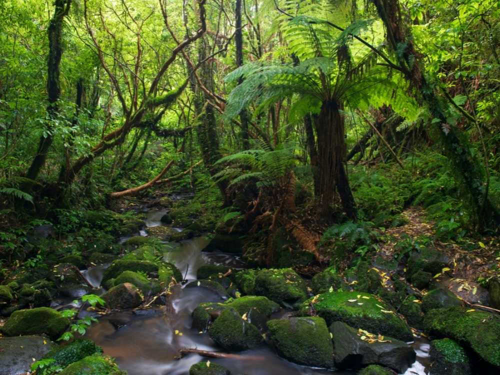Deep in the forest on the Matai Track – Talbot Forest Scenic Reserve - Geraldine in New Zealand Freewalks.nz