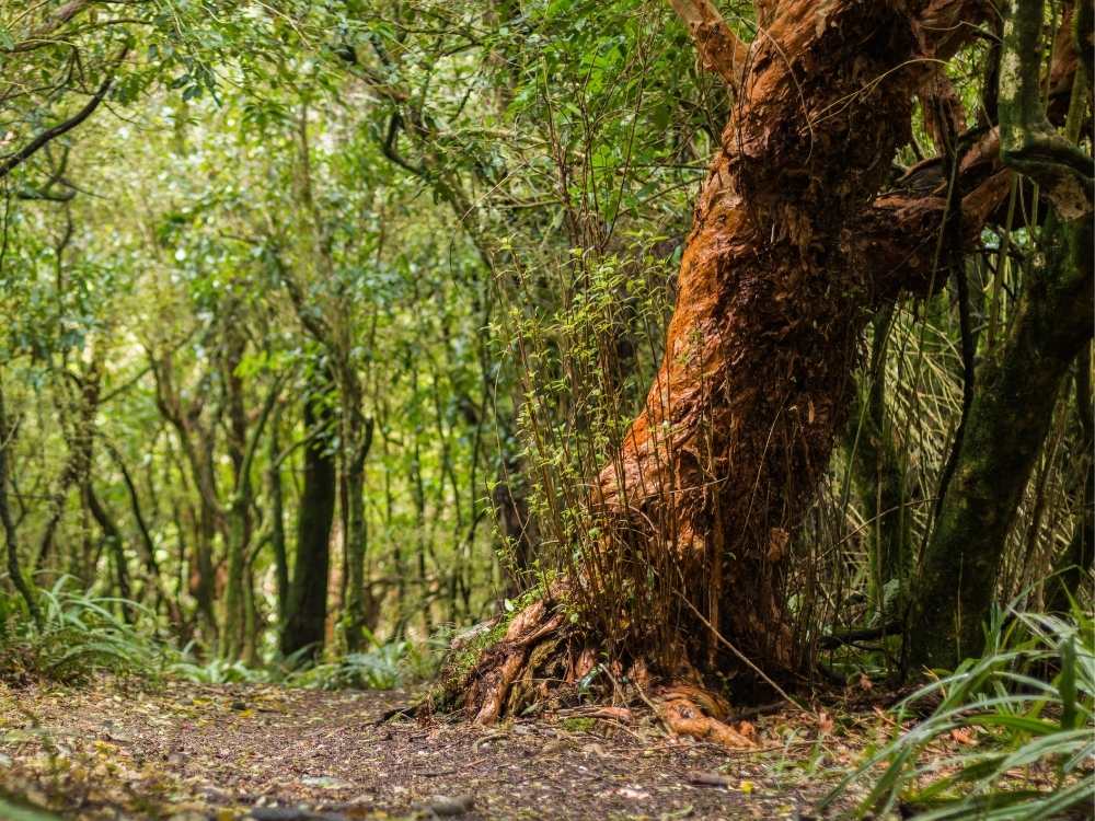 Emily Falls Walk – Blandswood – Peel Forest Park Scenic Reserve - Geraldine in New Zealand Freewalks.nz