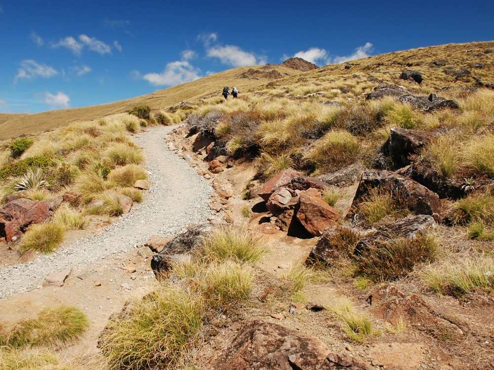 Excellent track on the Kepler Track in Te Anau - Freewalks.nz