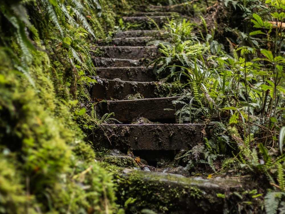 Fern Walk – Blandswood – Peel Forest Park Scenic Reserve - Geraldine in New Zealand Freewalks.nz