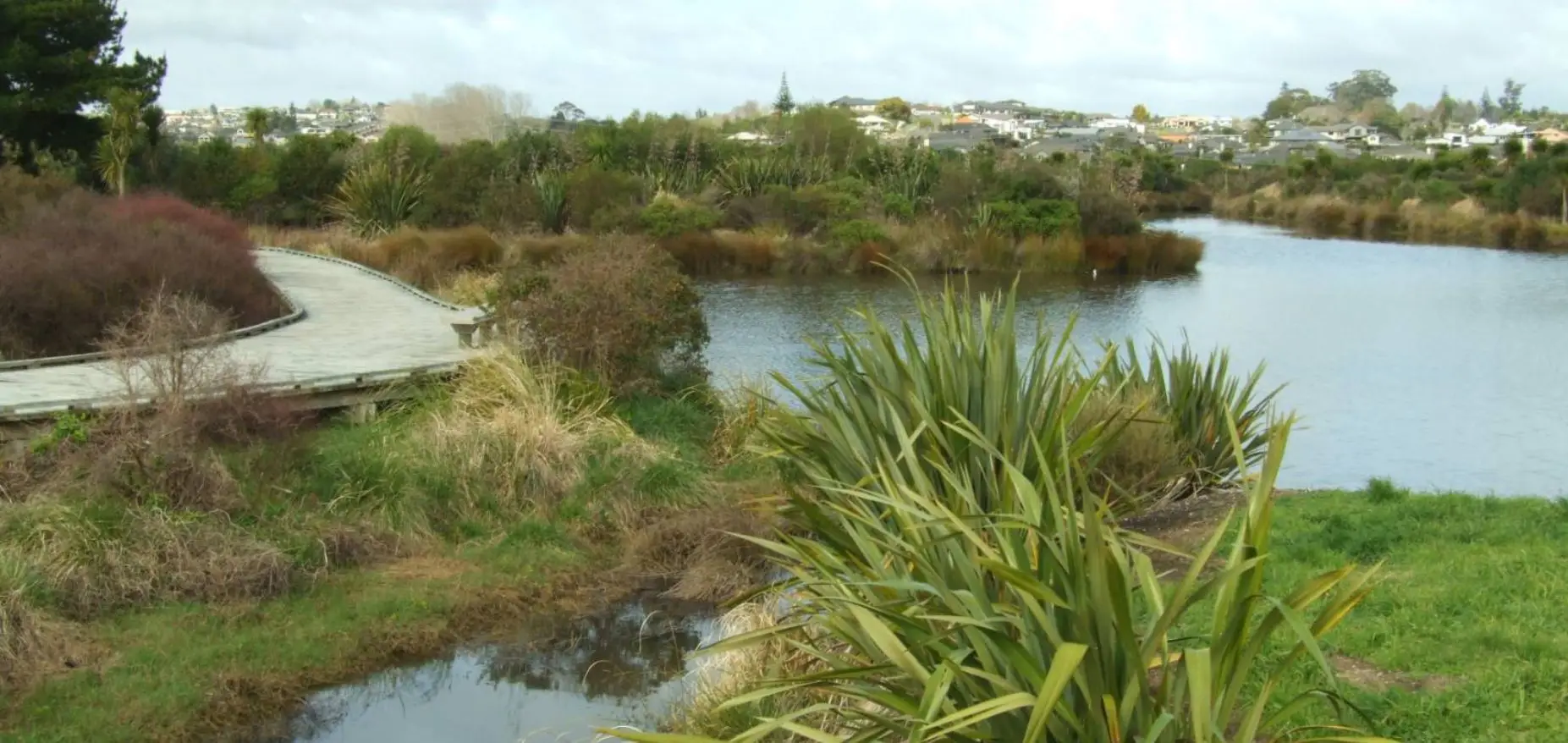 Boardwalk winding through wetlands at Gordon Carmichael Reserve, Tauranga, with flax and native plantings in the foreground
