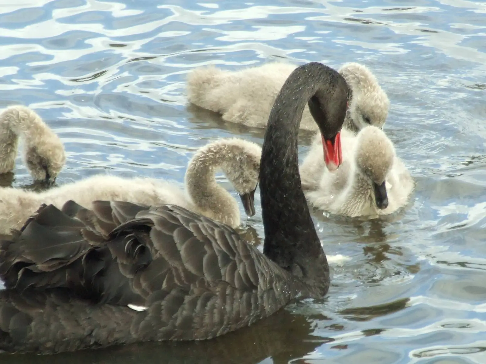 Black swan with cygnets on the wetland at Gordon Carmichael Reserve, Tauranga