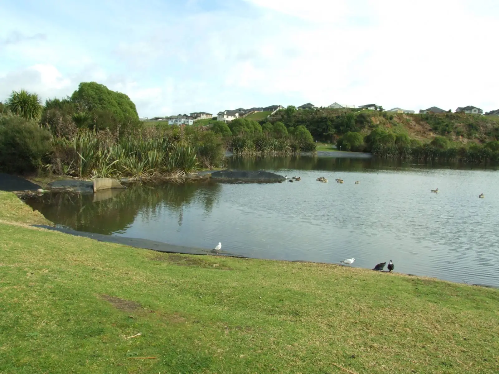 Ducks and seagulls on the pond at Gordon Carmichael Reserve, Bethlehem, Tauranga