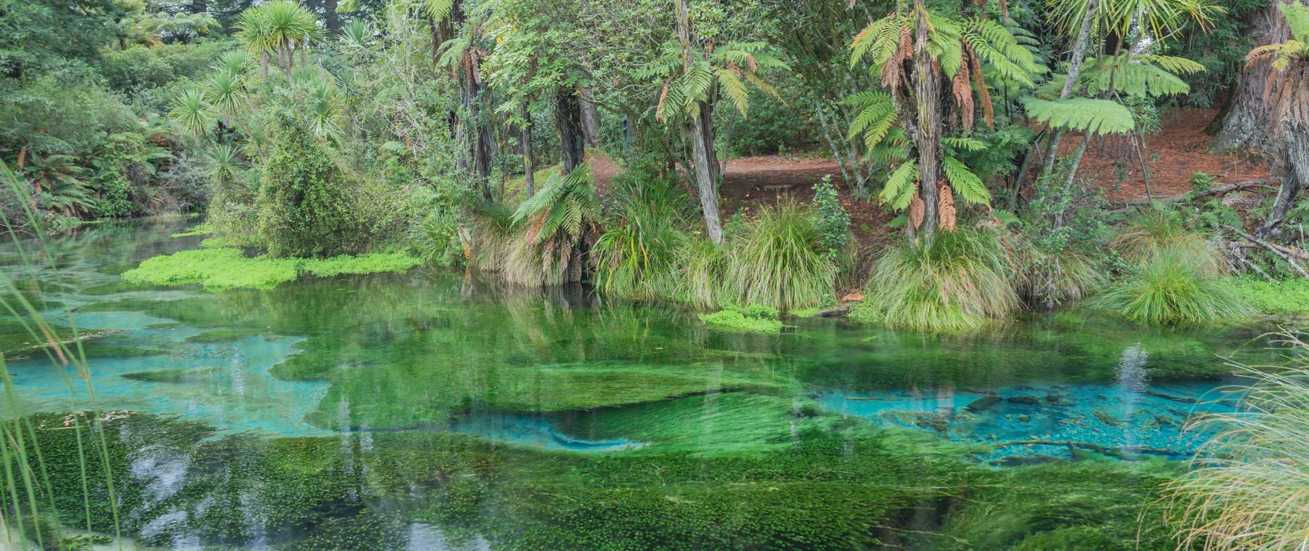 Hamurana Springs Walk