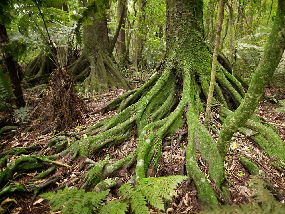 Kahikatea Track Walk – Talbot Forest Scenic Reserve - Geraldine in New Zealand Freewalks.nz