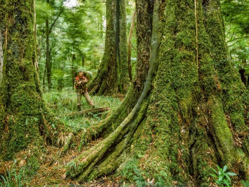 Kahikatea Walk – Clarke Flat – Peel Forest Park Scenic Reserve - Geraldine in New Zealand Freewalks.nz