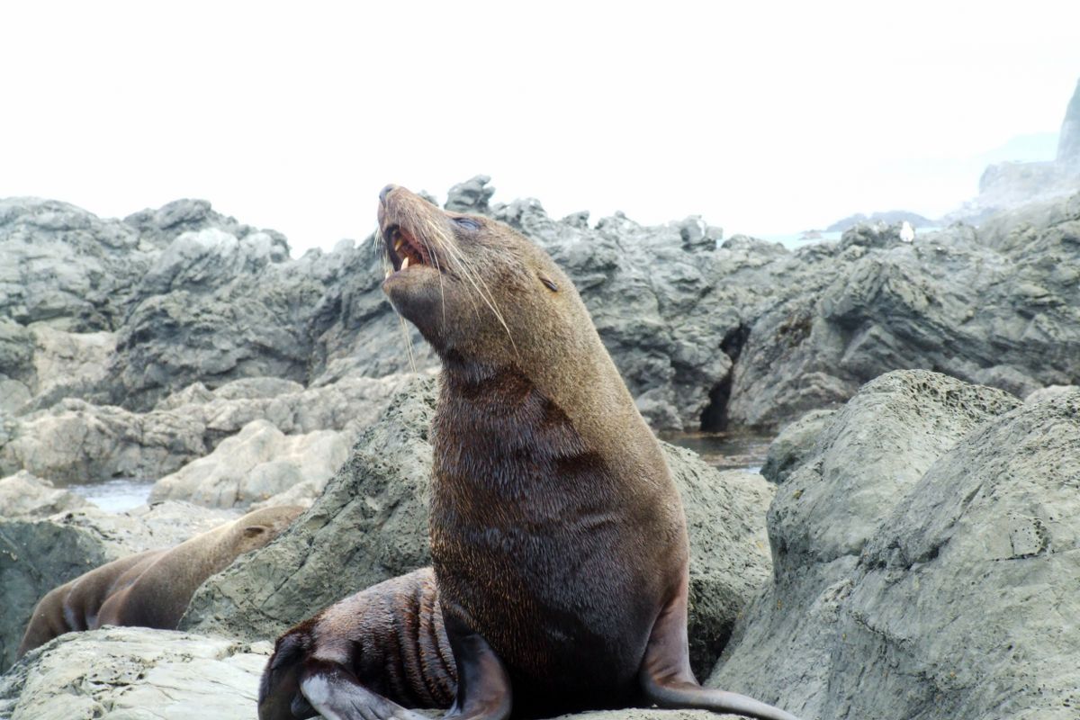 Kaikoura Coast Seal Colony Walk - South Island - View of a seal - Copyright Freewalks.nz