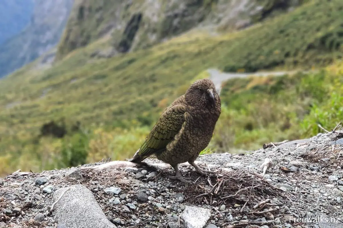 Kea bird on The Chasm Walk South Island