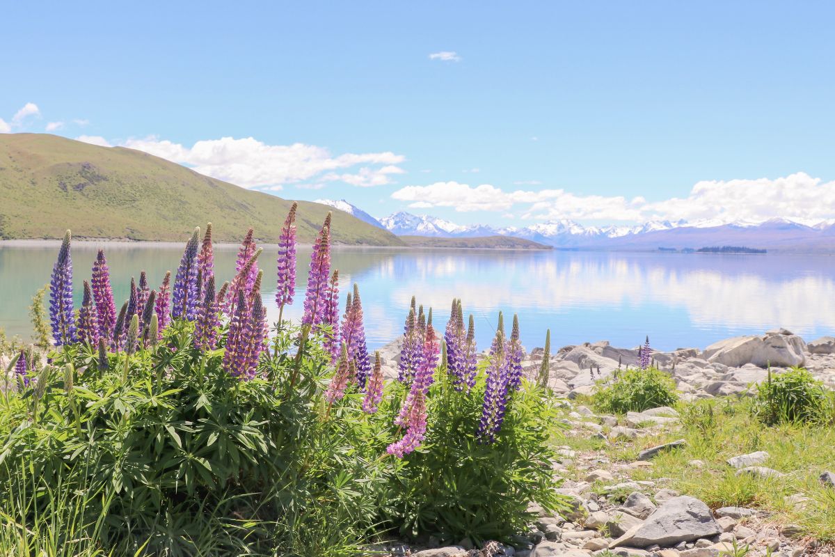 Lake Tekapo foreshore