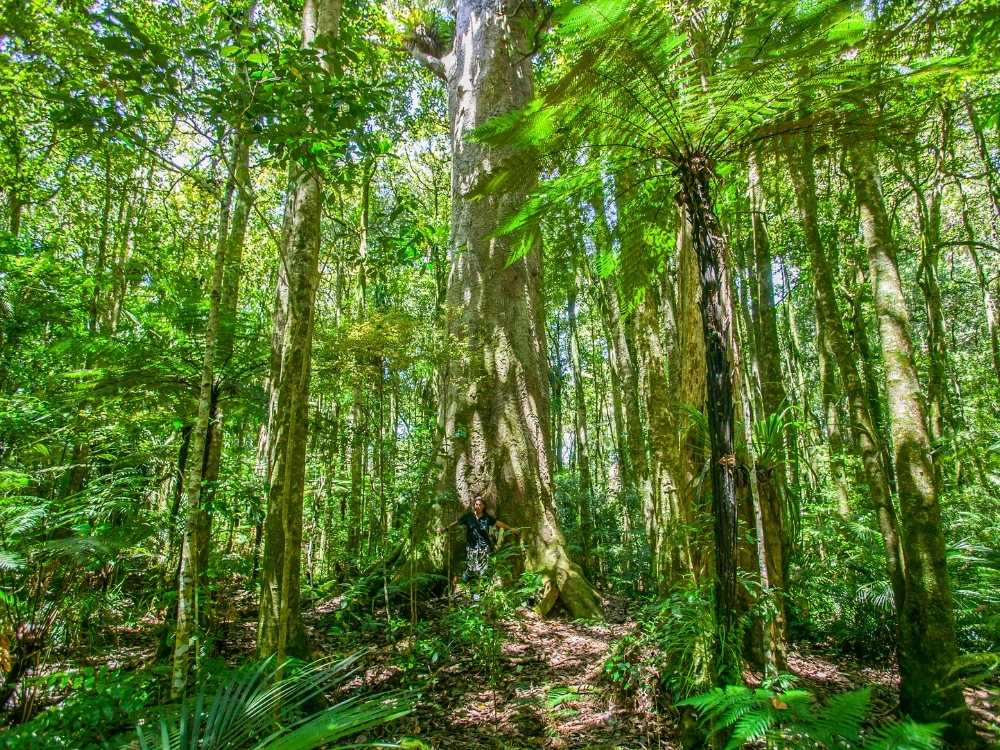 Large fir trees on the Pleasant Point Stream and Domain Walk, Timaru, New Zealand Freewalks.nz