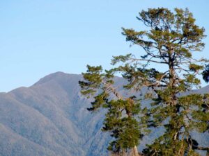 Macrocarpa tree on the Claremont Bush walk, Timaru, New Zealand Freewalks.nz