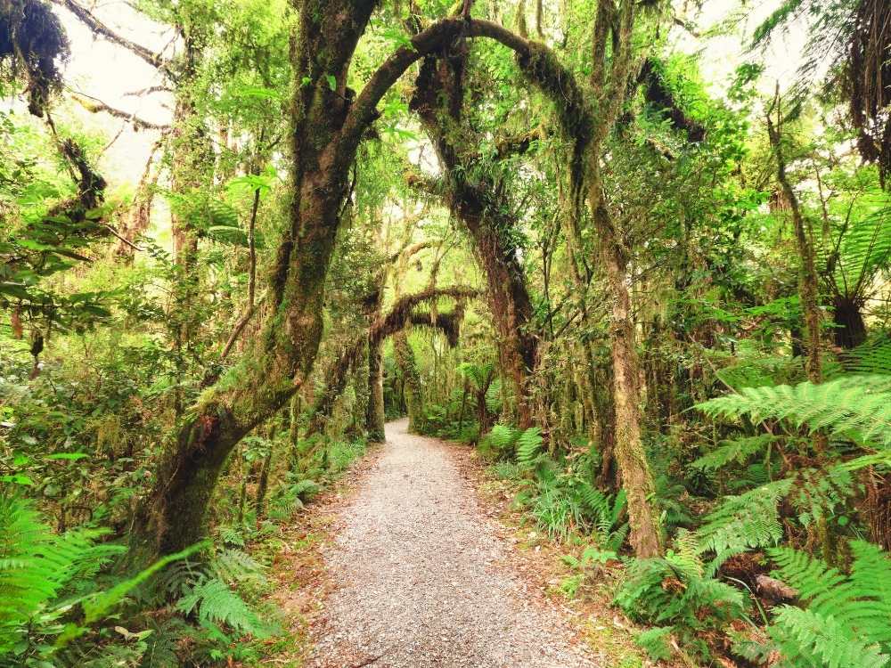 Native bush on the Acland Falls walk near Geraldine in New Zealand Freewalks.nz Freewalks.nz