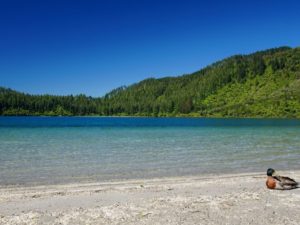 North Island Walks » Rotorua » Blue Lake Walk - NZ