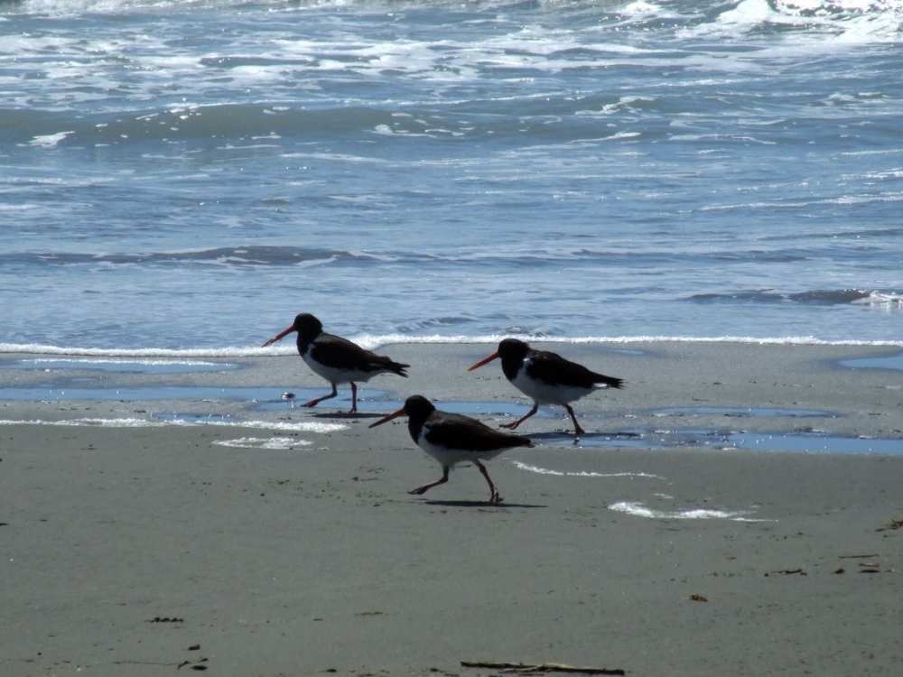 Oyster Catcher birds on the beach at Spencer Park walk, Christchurch, New Zealand Freewalks.nz