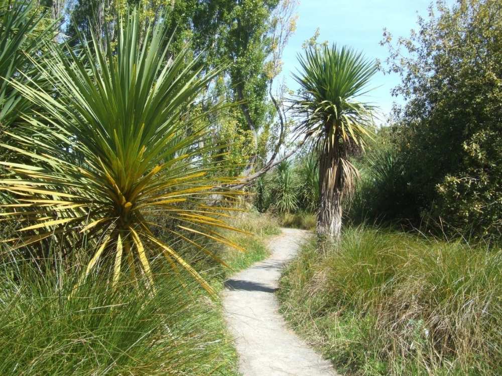 Path going through the Travis Wetlands Walk, Christchurch, New Zealand Freewalks.nz
