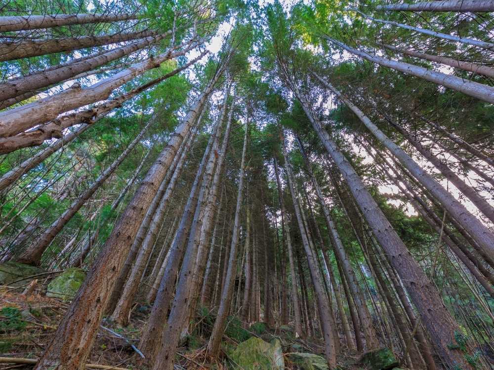 Pekapeka Gully Track walking through the pine plantation – Talbot Forest Scenic Reserve - Geraldine in New Zealand Freewalks.nz