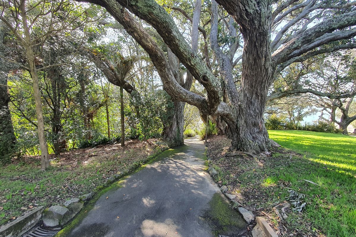 Pōhutukawa trees on the Judges Bay Path walk in Auckland - Walk by Freewalks.nz
