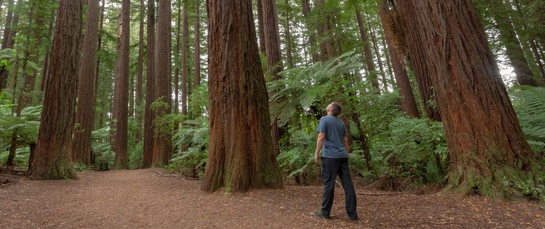 Redwoods Grove Walk