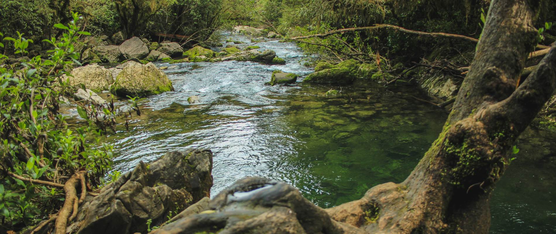 Riwaka Resurgence Walk