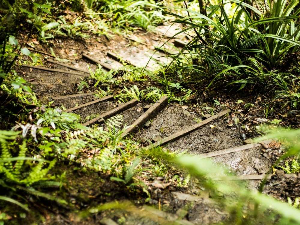 Steps on the way to Rata Falls Walk – Blandswood – Peel Forest Park Scenic Reserve - Geraldine in New Zealand Freewalks.nz