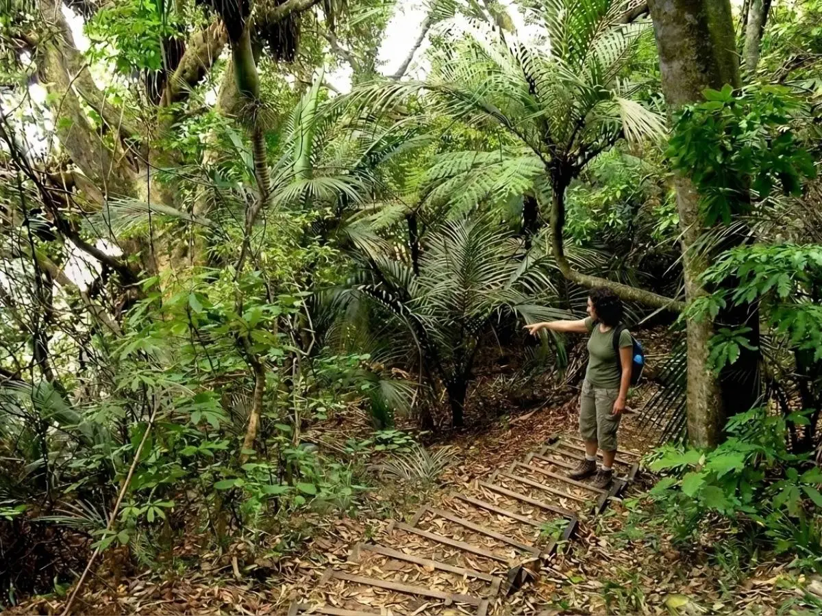 Walker pointing out nikau palms and tree ferns on the bush track, Stillwater Beach Walk, Auckland