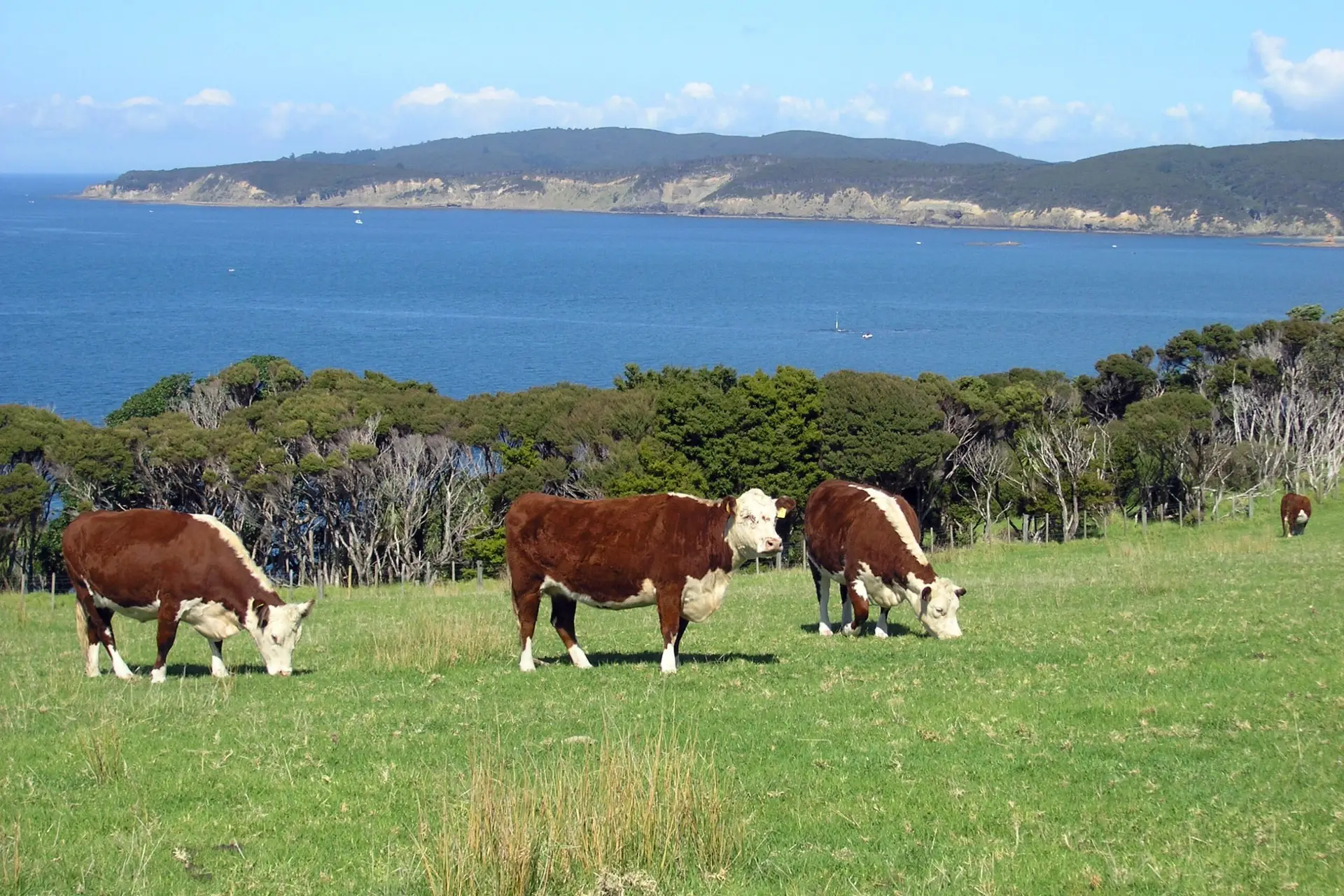 Hereford cattle grazing on Tāwharanui farmland with Kawau Island in background