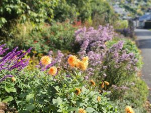 Timaru Botanic Gardens - South Island - Freewalks.nz