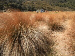 Tussock on the Otipua Wetlands Walk, Timaru, New Zealand Freewalks.nz