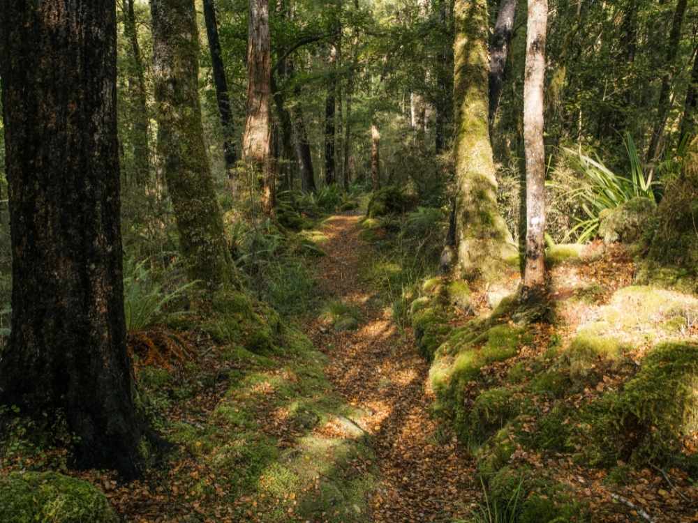 Walking track on the Hinau Track Walk in Kaikoura