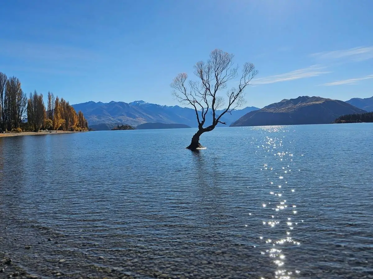 The Wanaka Tree standing in Lake Wanaka in May 2026, showing the tree after vandalism removed several limbs
