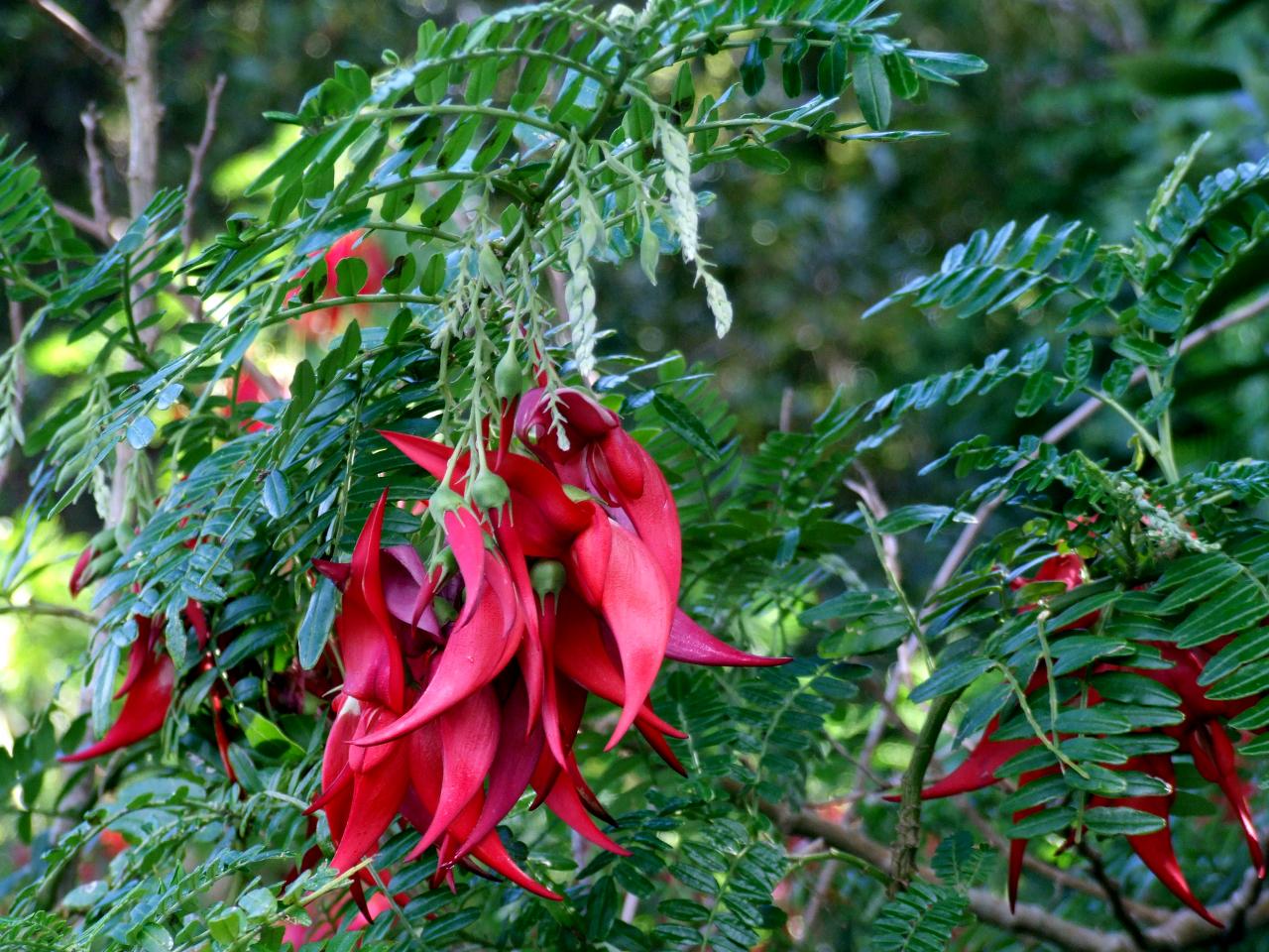 Wiltons Bush Reserve Walk in Wellington Central - Flowers in Wiltons Bush Reserve - Copyright Freewalks.nz