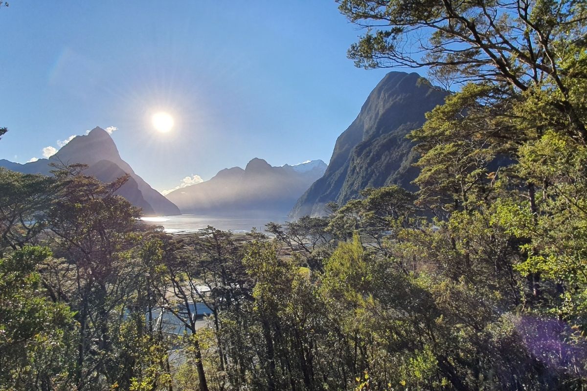 View of Milford Sound and Mitre Peak from lookout track viewing platform through beech forest, Fiordland National Park