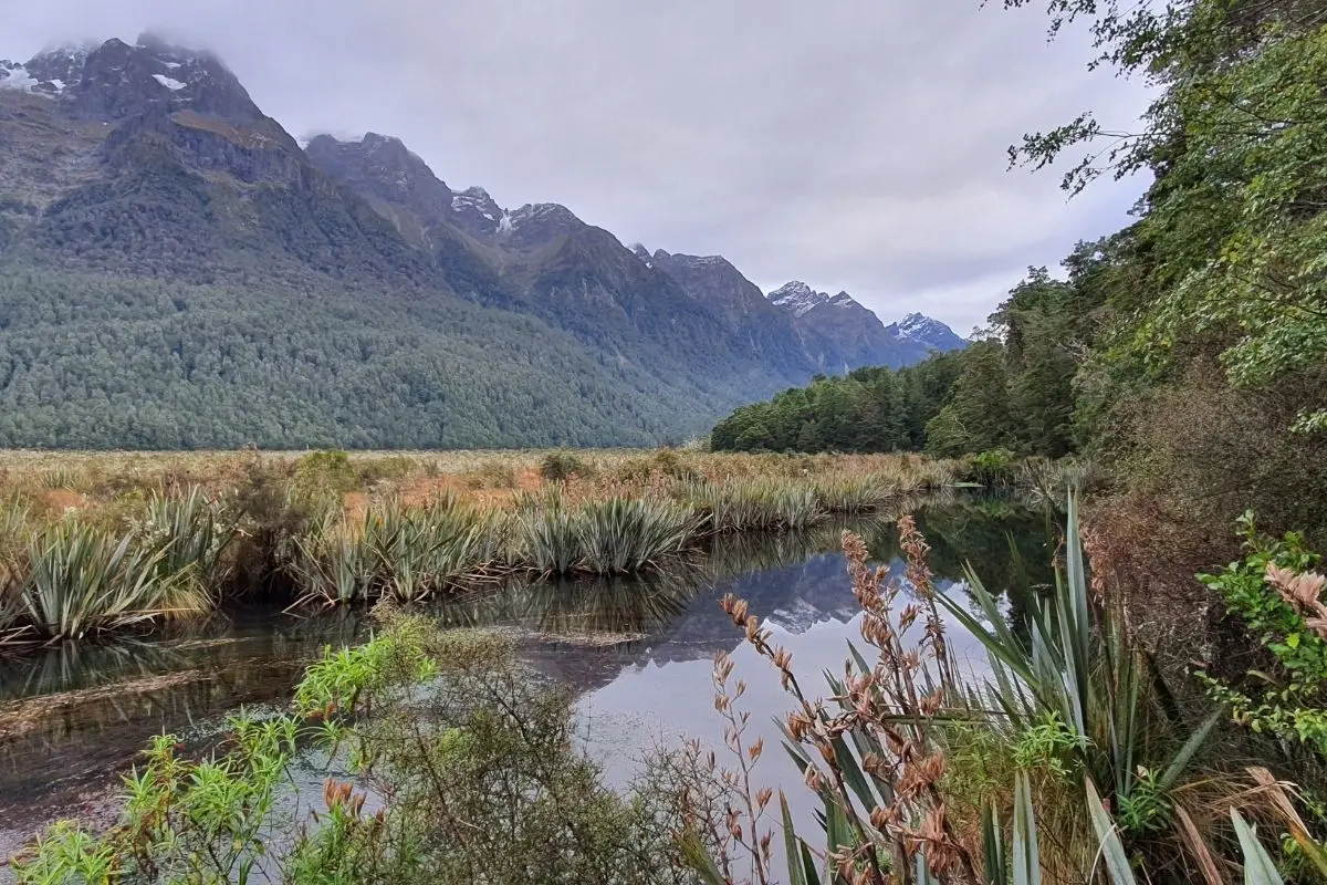 Native wetland plants and beech forest surrounding Mirror Lakes with Earl Mountains beyond, Fiordland