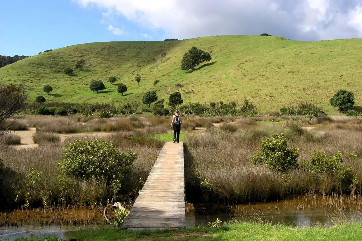Sandra on boardwalk through regenerating wetland with green farmland hills at Tāwharanui