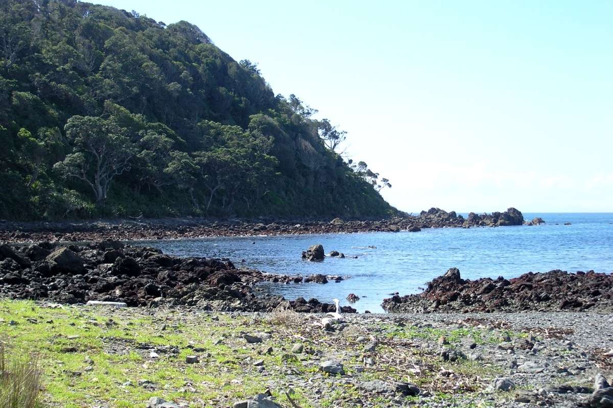 Rocky beach at low tide with dotterel bird at Tāwharanui Regional Park